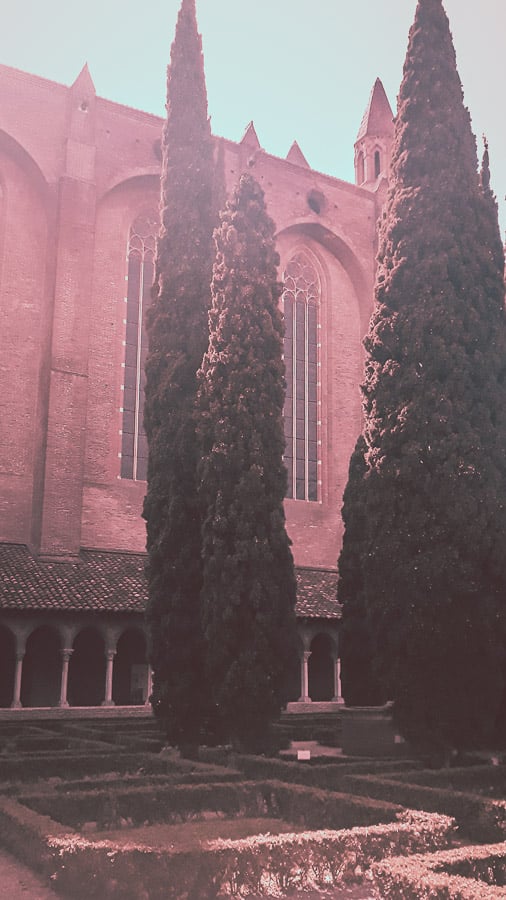 Tall thin trees in the garden of the Couvent des Jacobins, Toulouse