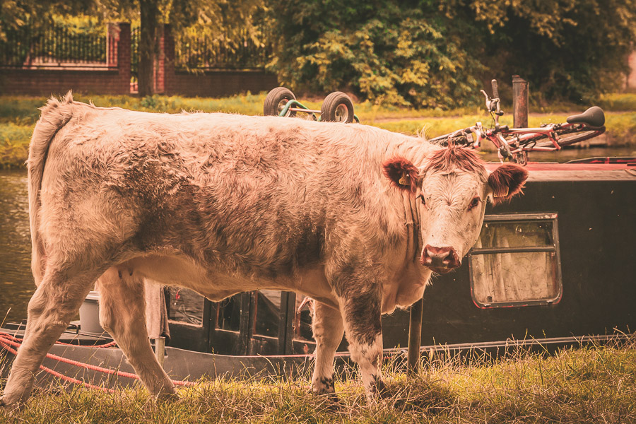 Cow by the river Cam