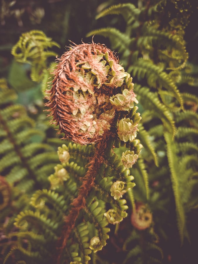 fern at Madingley hall gardens