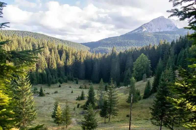 forest durmitor national park