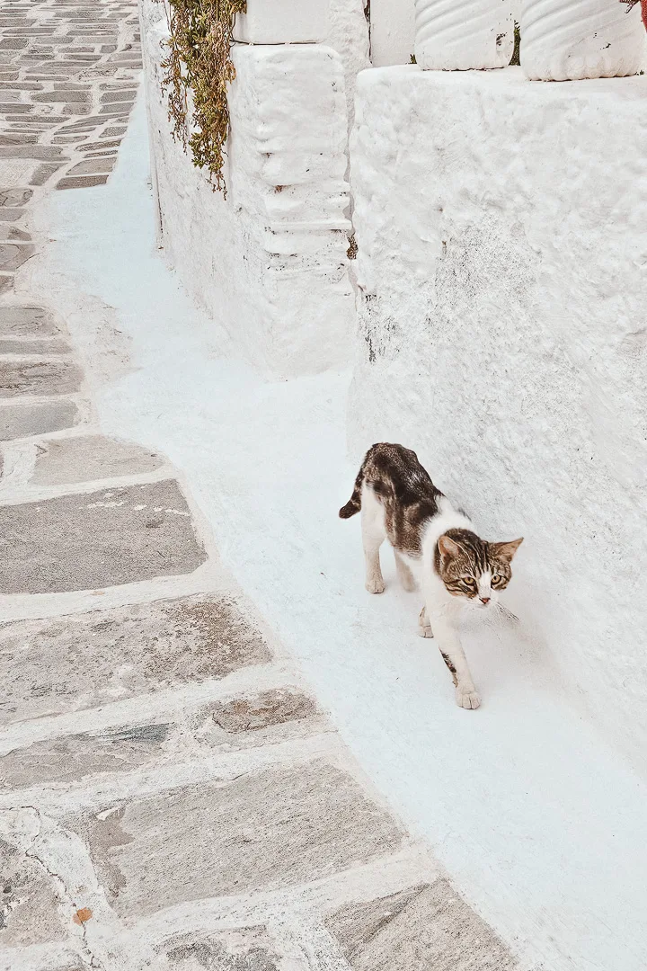 cat walking through chora paved street